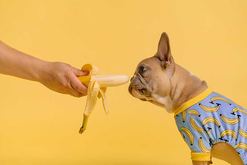 כלב אוכל בננה