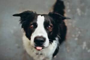 שמות של כלבים זכרים