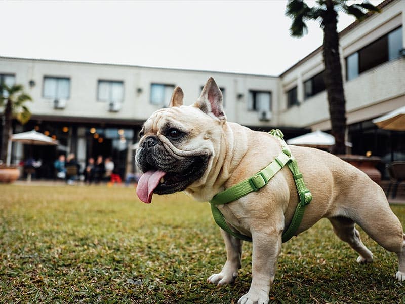 היתרונות של מכשיר איתור לכלבים - כלב נבון
