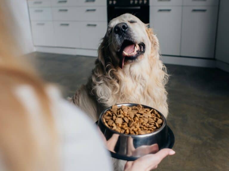 How to choose dog food