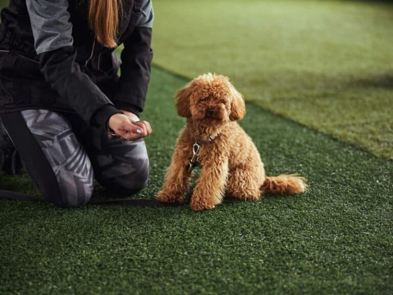 Synthetic grass for pets