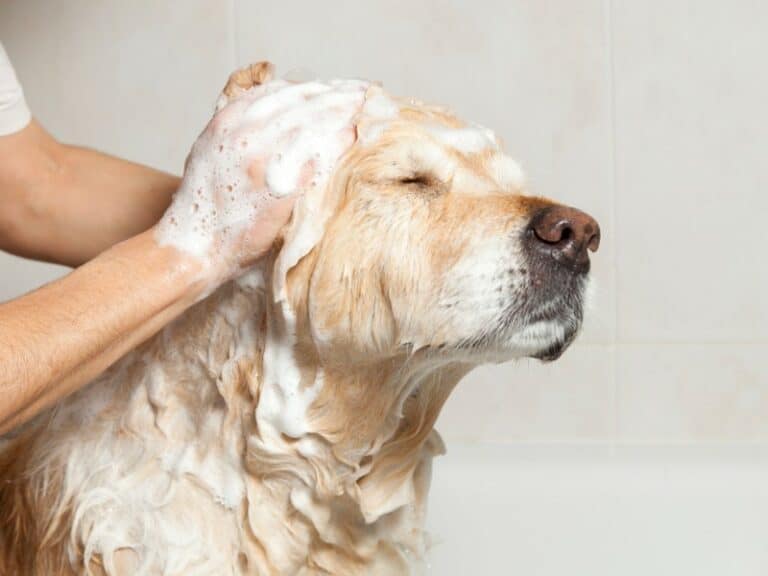 people shampoo for dogs