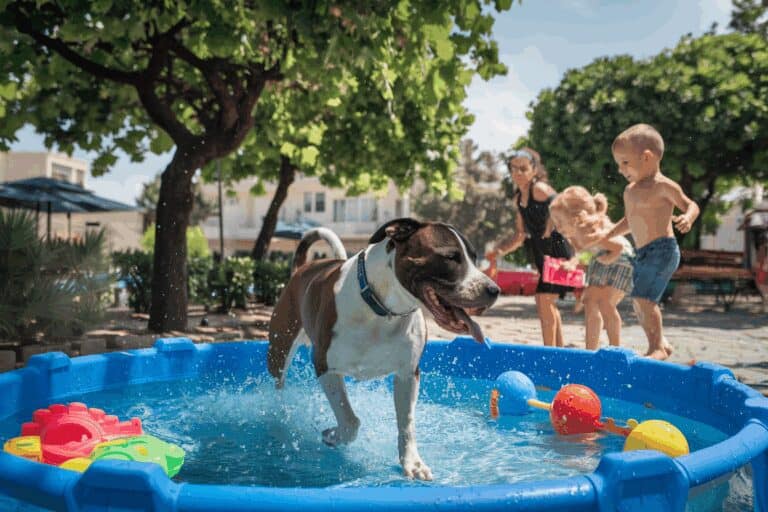דוגו ארגנטינו בקיץ הישראלי: התמודדות עם החום