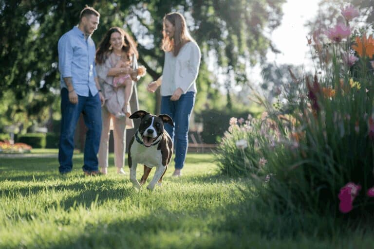 דוגו ארגנטינו לאימוץ: מקומות אמינים לאימוץ בישראל