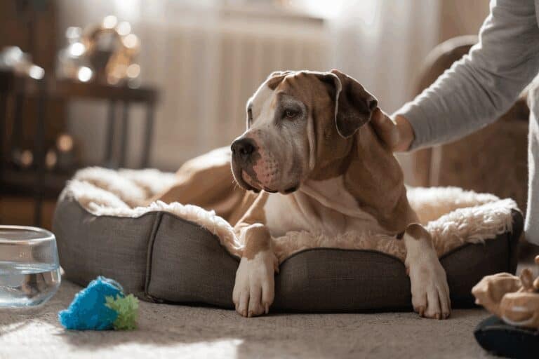 דוגו ארגנטינו בגיל מבוגר: טיפול וצרכים מיוחדים