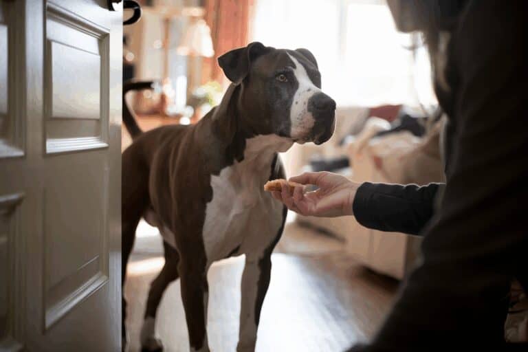 התמודדות עם התנהגות טריטוריאלית אצל דוגו ארגנטינו