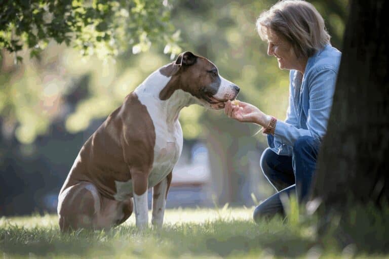 דוגו ארגנטינו וחירשות מולדת: הסיבות והטיפול