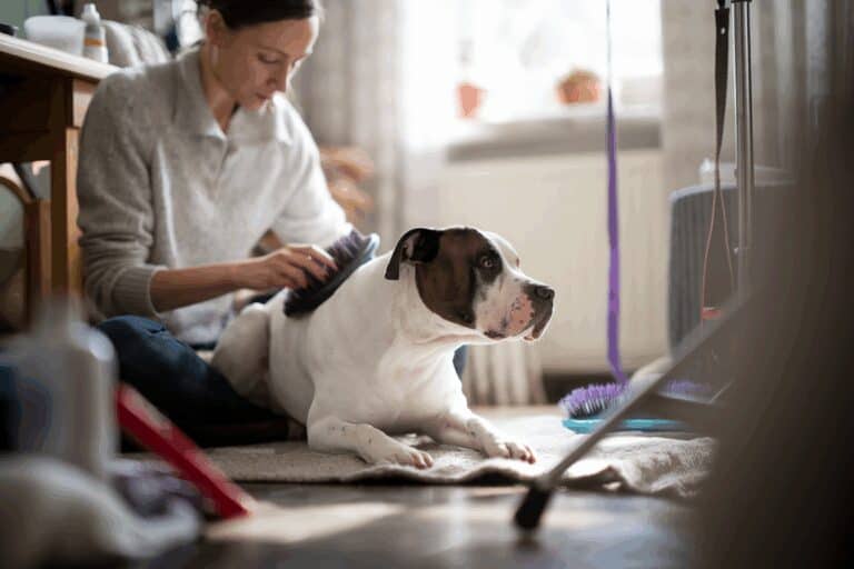 תחזוקת דוגו ארגנטינו: עלויות, זמן וטיפולים שוטפים