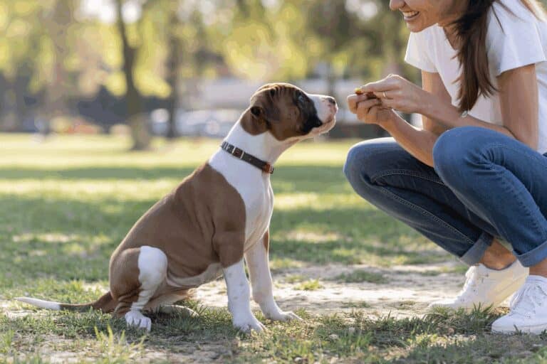 אילוף דוגו ארגנטינו כגור: הנחת יסודות להתנהגות נכונה