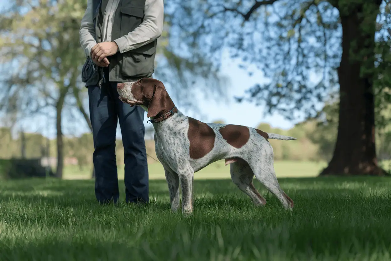 אילוף קולי גס-שיער: טיפים וטכניקות יעילות לגזע אינטליגנטי